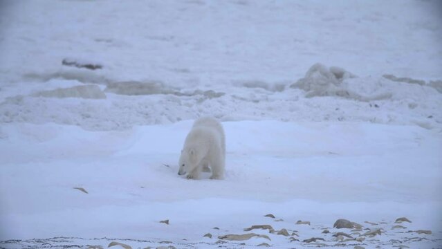 Curious polar bear cub sniffing around exploring the snow