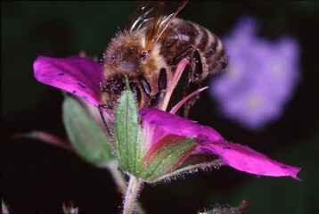 Bienen und Blumen. Thueringen, Deutschland, Europa