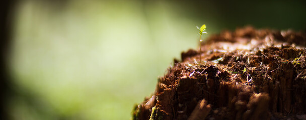 Panoramic banner background with close-up of moss and sprout plants on a stump in the forest. Beautiful natural landscape. Selective focus in the foreground with a blurred background and copyspace