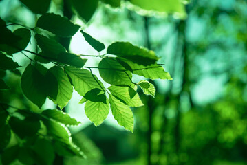 Obrazy na Plexi  światło przechodzące przez zieleń wiosennych liści