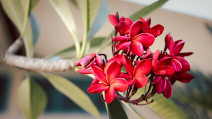 Beautiful red Frangipani petal color, Plumeria flower bouquet with green natural background