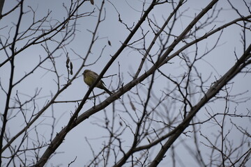Yellowhammer bird on a tree branch in nature