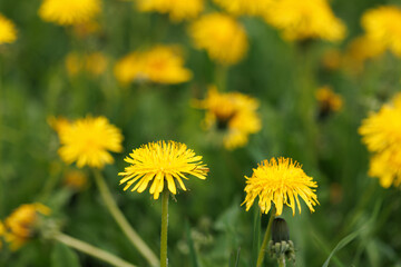 Yellow dandelion grows in the grass among other dandelions. Close-up. Selective focus.