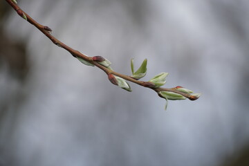 Close up of a blooming tree branch early spring