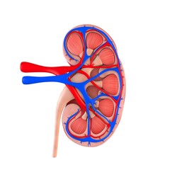 The human organ kidney cross section