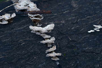 Schizophyllum commune, known as split gill or splitgill mushroom, wild antibacterial fungus from...