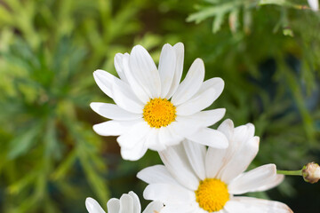 Beautiful daisies that bloom in spring when the sun warms the day.