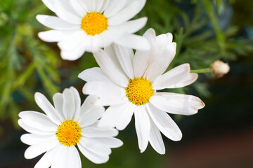 Beautiful daisies that bloom in spring when the sun warms the day.