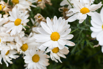 Fototapeta na wymiar Beautiful daisies that bloom in spring when the sun warms the day.