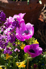 bright pink spring flower Poppy Anemone also called Anemone coronaria lit by the warm spring sun