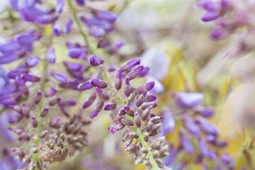 Small lilac Bougainvillea flowers in early spring.