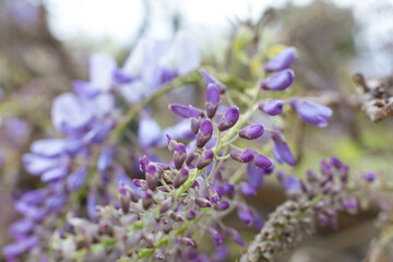 Obraz premium Spring blooming, flowers and leaves of different colors.