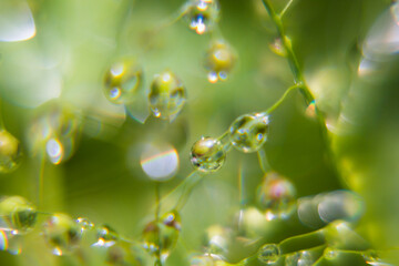 Tender fresh soft bright dew on twig with glare and reflections inside in sunbeams on blur green...