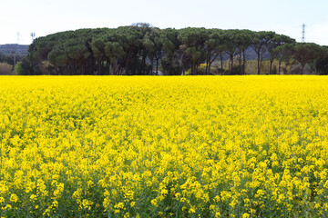 Obraz premium Beautiful yellow rapeseed field in spring in northern Catalonia, Spain.