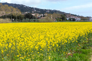Fototapeta na wymiar Beautiful yellow rapeseed field in spring in northern Catalonia, Spain.