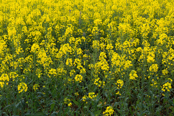 Obraz premium Small and pretty flowers in early spring