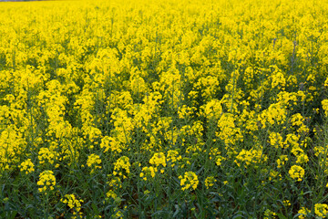 Beautiful yellow rapeseed field in spring in northern Catalonia, Spain.