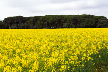 Fototapeta premium Spring and field full of yellow rapeseed blossoms