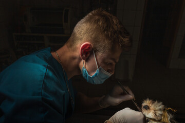 Veterinary surgeon in process of dog throat surgery. Vet doctor in white gloves and mask. Dark...
