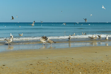 Mouettes et goéland pêche