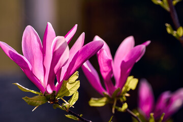 Close up photo of pink magnolia flowers in the morning sun with a blurry background