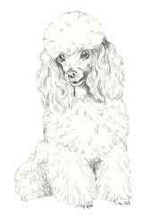 Poodle. Pet portrait. White and black graphic. Hand drawn illustration