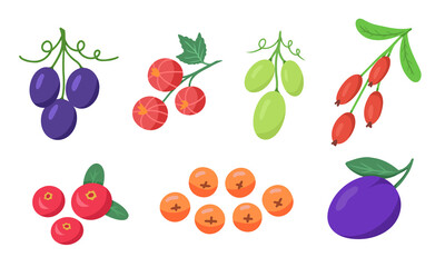 Berry set. Grape, cranberry, red currant, barberry, rowan and plum. Vector Illustration for backgrounds, packaging, greeting cards, posters, textile and seasonal design. Isolated on white background.