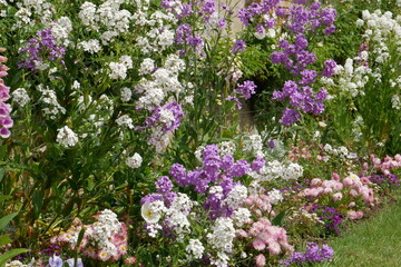 Belles fleurs dans un parc