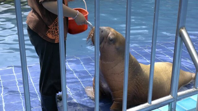 Baby two years old Walrus getting food with small fish by the trainer or worker in a zoo, cut zoo baby animal Walrus.