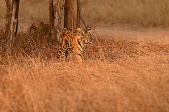 A very young female cub of tiger walking through grassland of Bandhavgarh