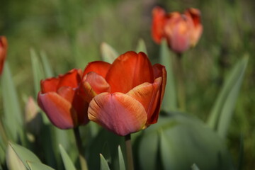 trittico di tulipani