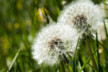 Close up of two dandelions against blurred green background. Copy space