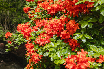 Blooming Rhododendron flowers in the garden