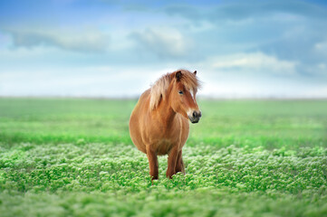 Pony on flowers pasture - 505632970