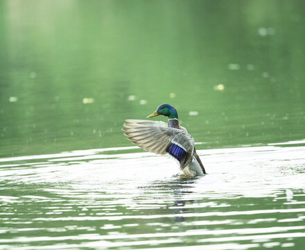Departure Mallard