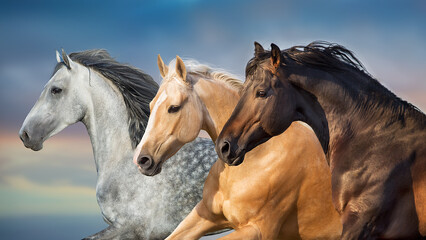 Fototapeta na wymiar Horses in motion close up portrait