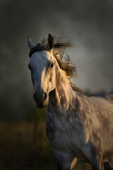 Grey arabian stallion free run portrait