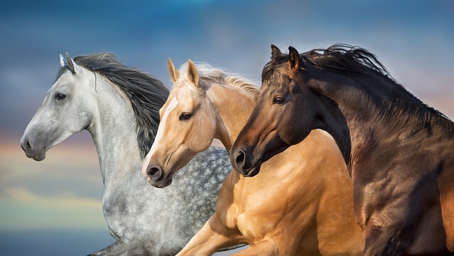 Horses in motion  close up portrait