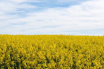 Obraz premium A big, beautiful field of yellow rape flowers and blue sky on a hot sunny summer day