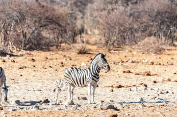 Obraz premium A group of Burchell's Plains zebra -Equus quagga burchelli- walking on the plains of Etosha National Park, Namibia.