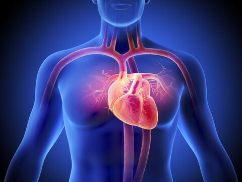 medical scientific concept background, Human body with heart function 3d illustration.