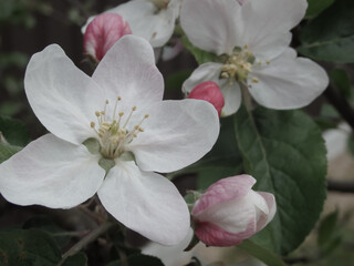Blooming apple tree. Macro view white flowers. Spring nature landscape. Soft background. Apple trees flowers.