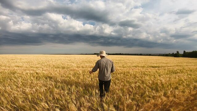 Male farmer walking on ripe wheat field and giving interview about farmland agriculture. Young agronomist pointing with hand on his golden barley meadow and talking about seasonal crop. Rear view