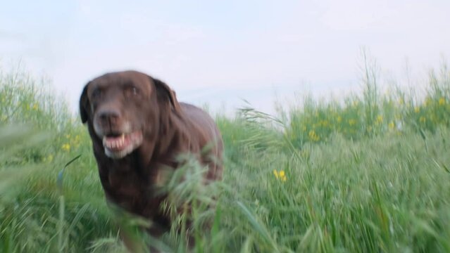 chocolate color labrador dog is running on the green grass field
