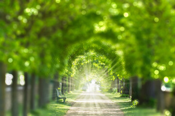 a blurred park avenue in springtime, light at the end of the tunnel, natural symbolic concept for...