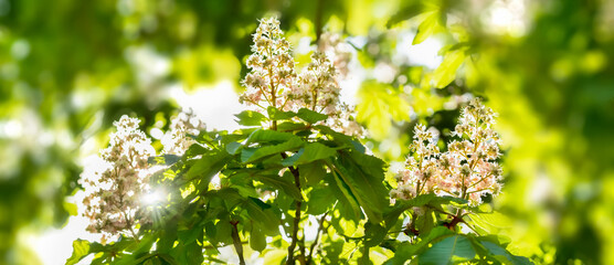 closeup of chestnut tree blossoms in sunhine, flowering green springtime idyll, natural concept for...