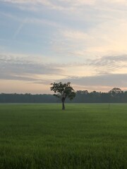 Fototapeta na wymiar sunrise in the paddy field with lonely tree