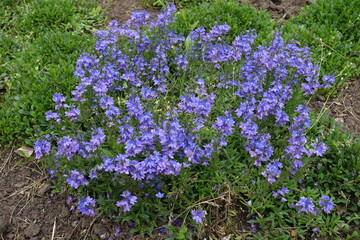 Naklejka premium Numerous blue flowers of prostrate speedwell in June