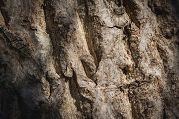 Juglans regia tree commonly called Common walnut