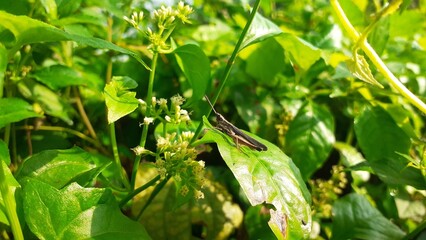 grasshopper on green leaf photo image